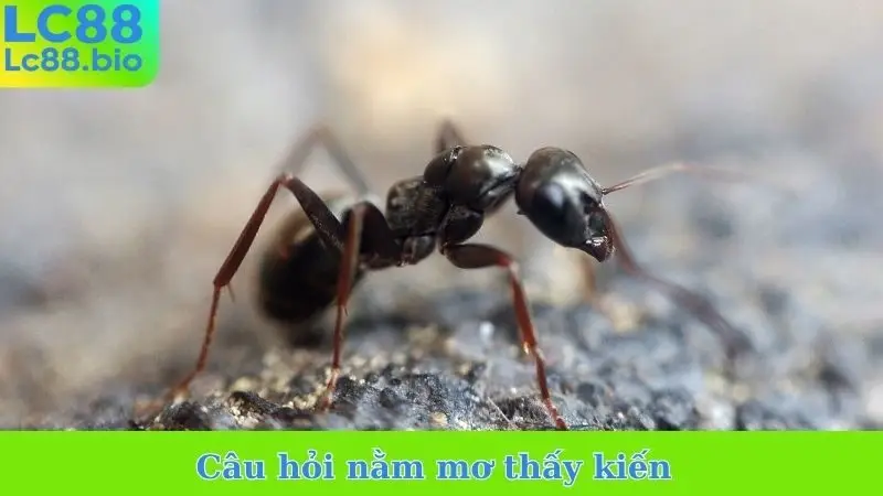 Câu hỏi nằm mơ thấy kiến