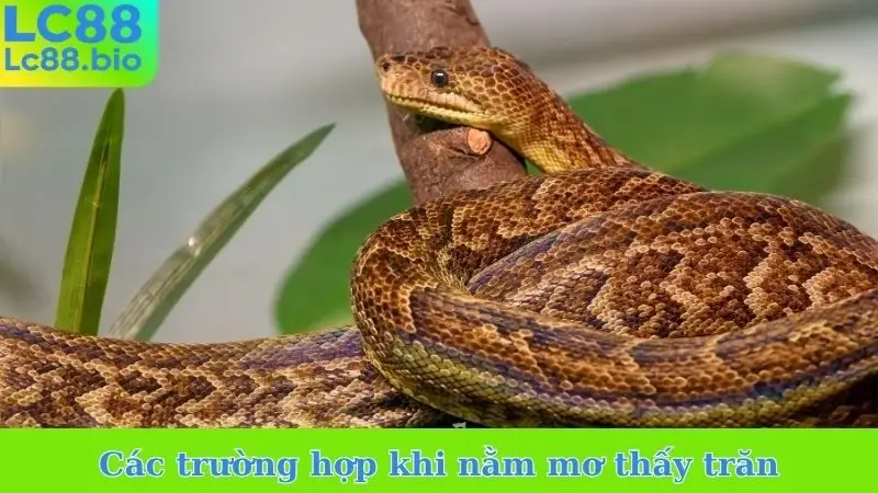 Các trường hợp khi nằm mơ thấy trăn