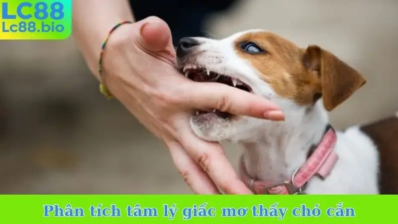 Phân tích tâm lý giấc mơ thấy chó cắn